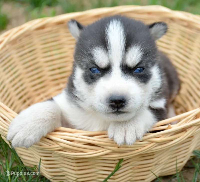 Hollie Husky FM 3  – Siberian Husky puppy for sale in Kendallville, IN