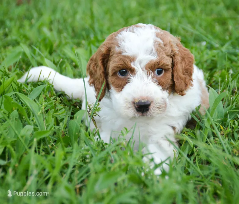 Perry Mini Poodle M2-3 – Poodle - Miniature  puppy for sale in Kendallville, IN