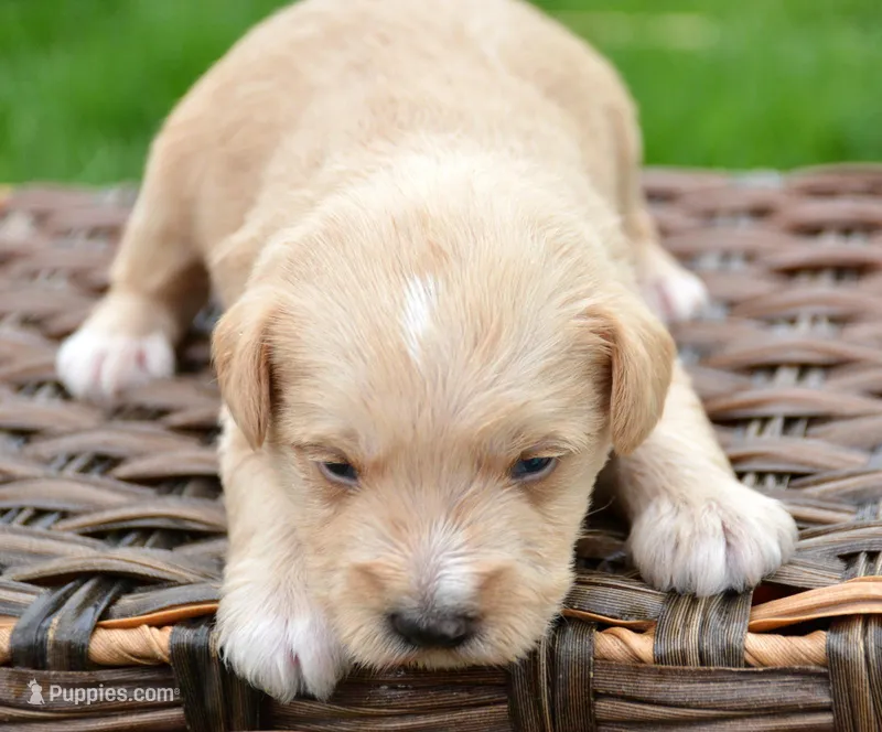 Micky min Schn M1 – Miniature Schnauzer puppy for sale in Kendallville, IN