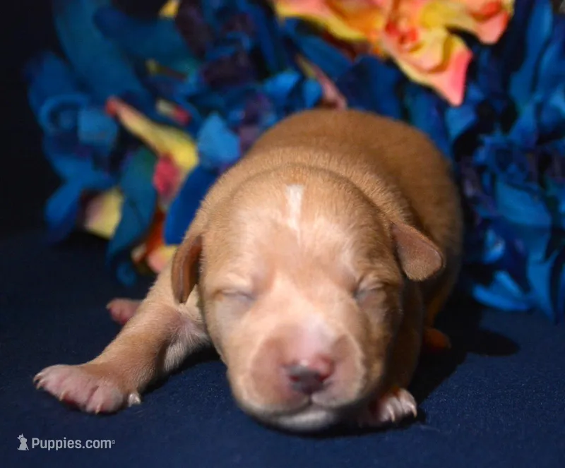 Micky min Schn M1 – Miniature Schnauzer puppy for sale in Kendallville, IN