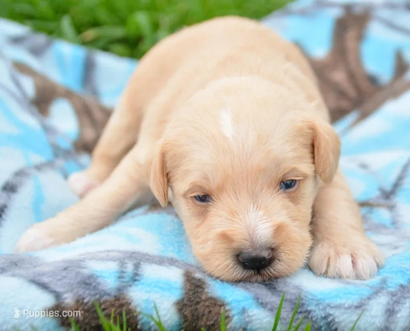 Micky min Schn M1 – Miniature Schnauzer puppy for sale in Kendallville, IN