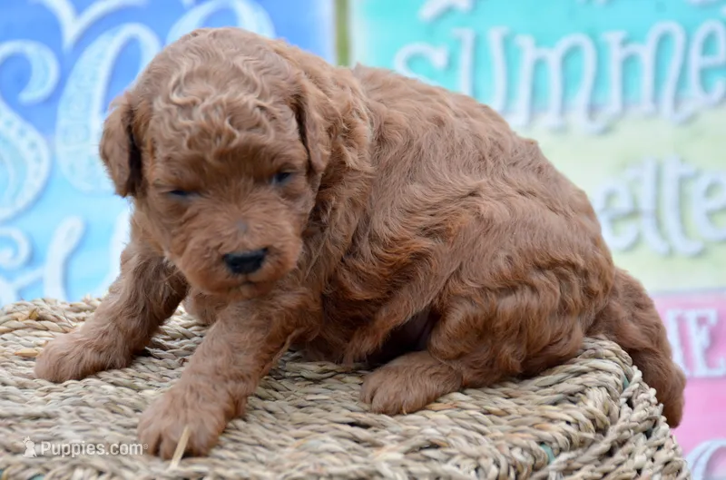 Pixie Mini Poodle F4 – Poodle - Miniature  puppy for sale in Kendallville, IN