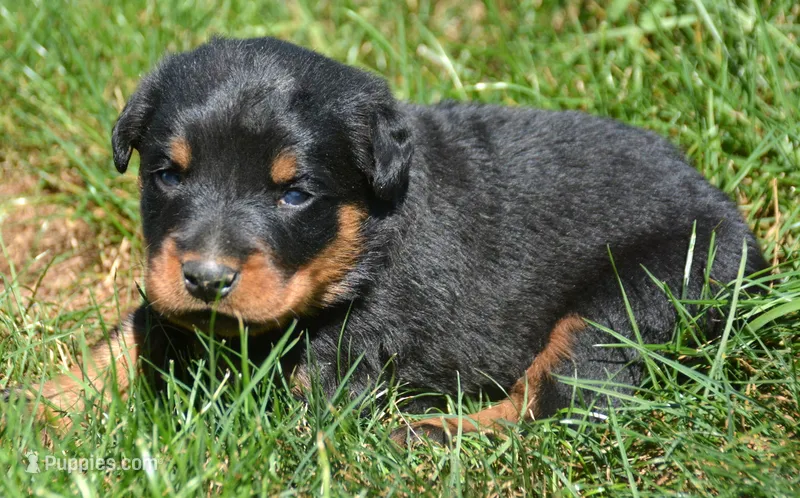 Baxter Rott ML 3 – Rottweiler puppy for sale in Kendallville, IN