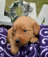 Gus GR M4, a male Golden Retriever for sale in Kendallville, IN – 4 of 6