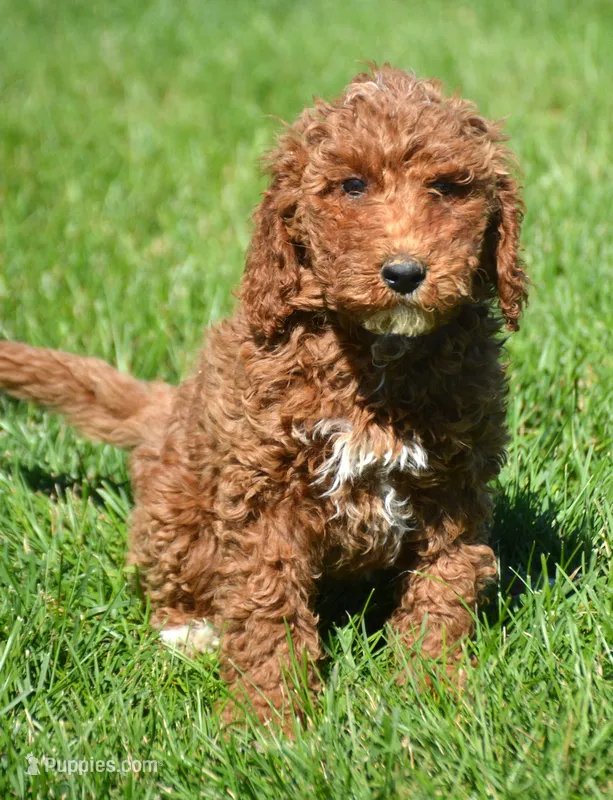Portia Mini Poodle F2-7 – Poodle - Miniature  puppy for sale in Kendallville, IN