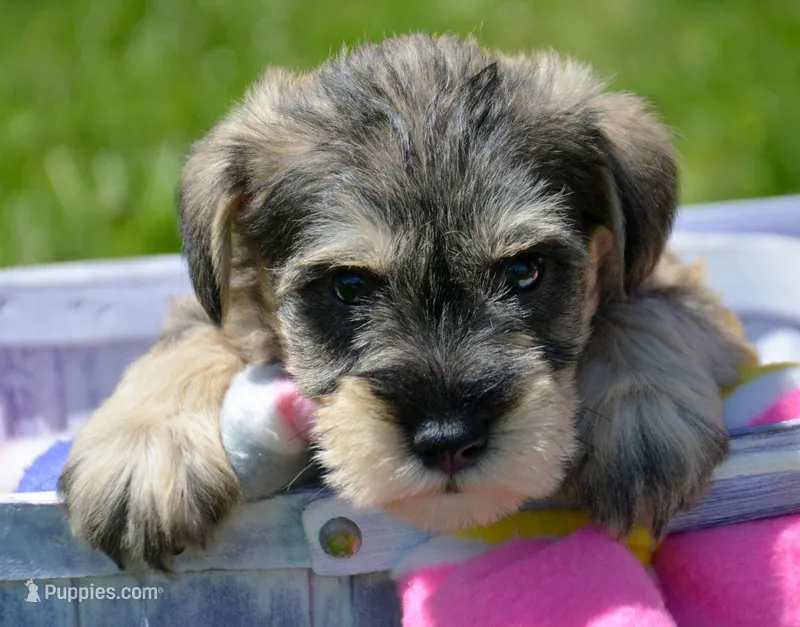 Marty Mini Schn M2 – Miniature Schnauzer puppy for sale in Kendallville, IN