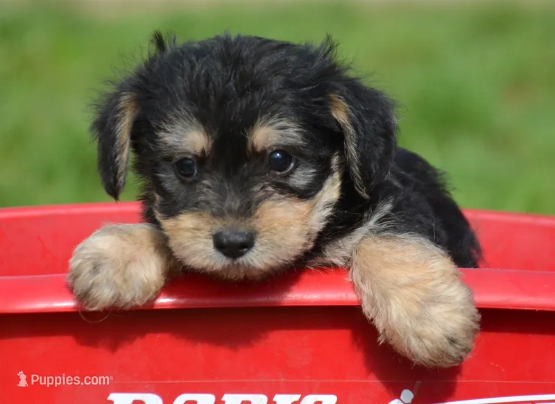 Yoda Yorkie ML1 – Yorkshire Terrier puppy for sale in Kendallville, IN