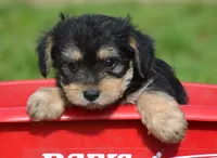 Yoda Yorkie ML1, a male Yorkshire Terrier for sale in Kendallville, IN – 1 of 6