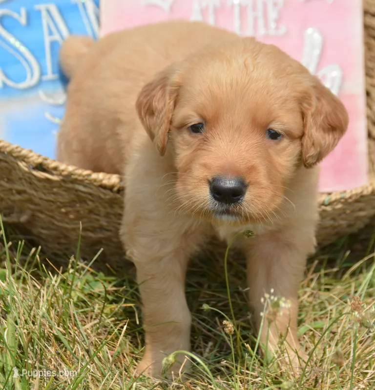 Gordy GR M6 – Golden Retriever puppy for sale in Kendallville, IN