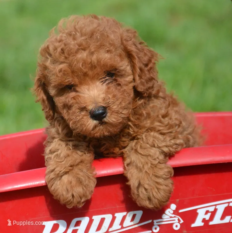 Penny Mini Poodle F3 – Poodle - Miniature  puppy for sale in Kendallville, IN