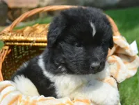 Nikko Newfie Ml 1, a male Newfoundland for sale in Kendallville, IN – 2 of 2