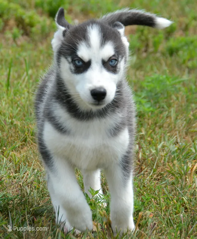 Halie Husky FM 4 – Siberian Husky puppy for sale in Kendallville, IN