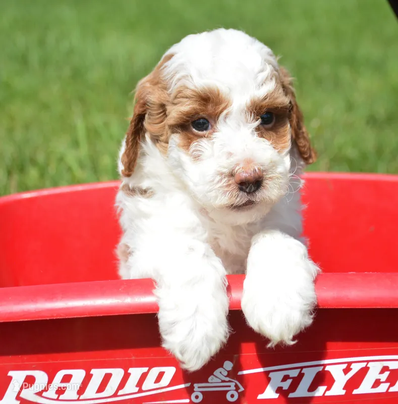 Paul Mini Poodle M2-1 – Poodle - Miniature  puppy for sale in Kendallville, IN