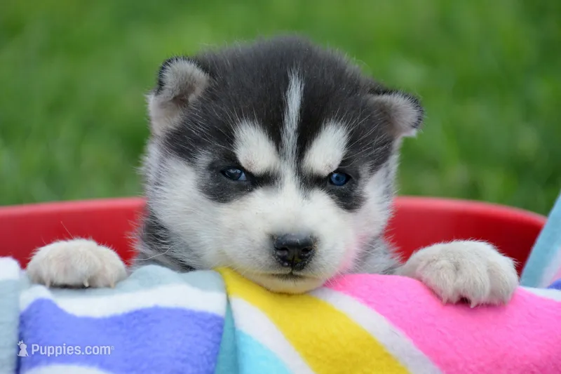 Hank Husky – Siberian Husky puppy for sale in Kendallville, IN