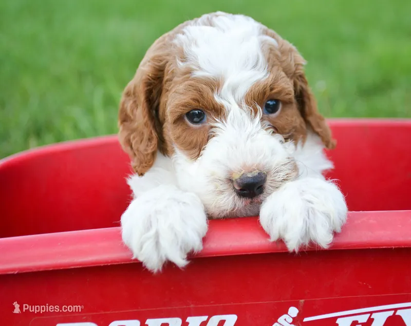 Perry Mini Poodle M2-3 – Poodle - Miniature  puppy for sale in Kendallville, IN