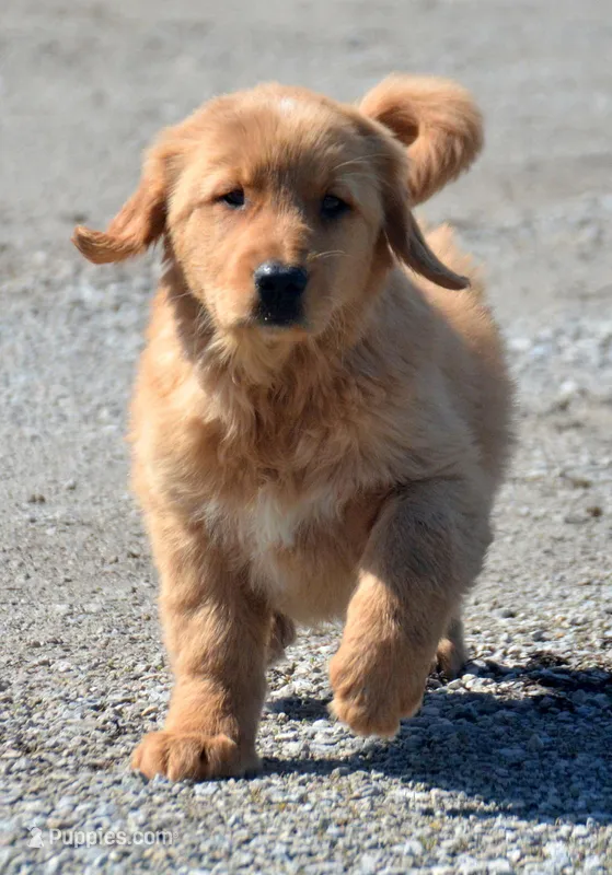 Galin Golden ml 3 – Golden Retriever puppy for sale in Kendallville, IN