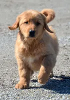 Galin Golden ml 3, a male Golden Retriever for sale in Kendallville, IN – Photo 1 of 9