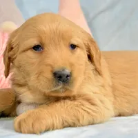 Galin Golden ml 3, a male Golden Retriever for sale in Kendallville, IN – Photo 9 of 9