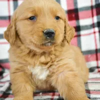 Galin Golden ml 3, a male Golden Retriever for sale in Kendallville, IN – Photo 5 of 9
