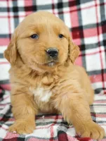 Golden ml 3, a male Golden Retriever for sale in Kendallville, IN – Photo 1 of 5