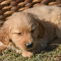 Galin Golden ml 3, a male Golden Retriever for sale in Kendallville, IN – Photo 4 of 9