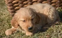 Galin Golden ml 3, a male Golden Retriever for sale in Kendallville, IN – Photo 1 of 6