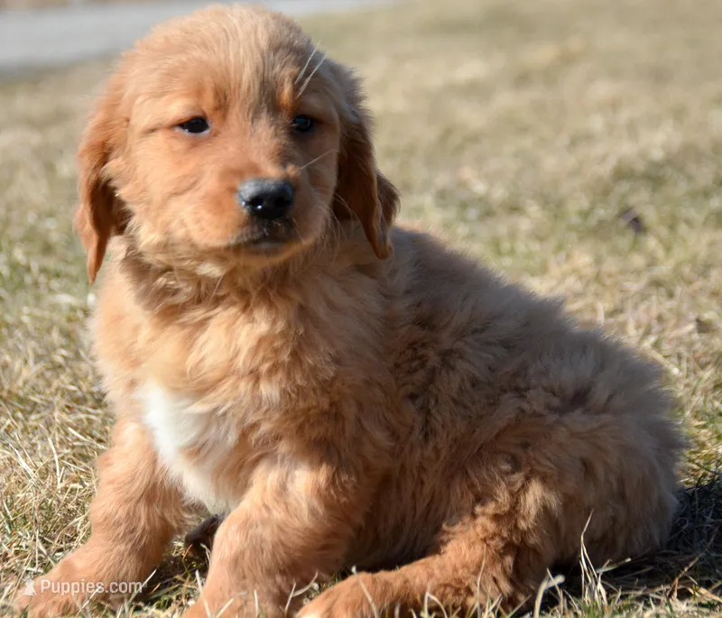 Galin Golden ml 3 – Golden Retriever puppy for sale in Kendallville, IN