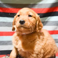 Galin Golden ml 3, a male Golden Retriever for sale in Kendallville, IN – Photo 7 of 9