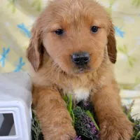 Galin Golden ml 3, a male Golden Retriever for sale in Kendallville, IN – Photo 3 of 9