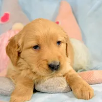 Galin Golden ml 3, a male Golden Retriever for sale in Kendallville, IN – Photo 8 of 9