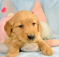 Golden ml 3, a male Golden Retriever for sale in Kendallville, IN – Photo 4 of 5
