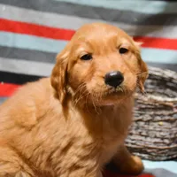 Galin Golden ml 3, a male Golden Retriever for sale in Kendallville, IN – Photo 6 of 9