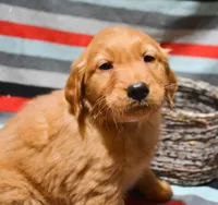 Golden ml 3, a male Golden Retriever for sale in Kendallville, IN – Photo 2 of 5