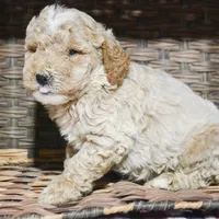 Pepper Mini poodle M2, a male Poodle - Miniature  for sale in Kendallville, IN – Photo 6 of 9