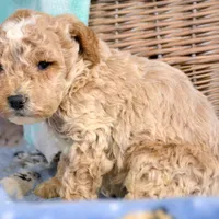 Pepper Mini poodle M2, a male Poodle - Miniature  for sale in Kendallville, IN – Photo 7 of 9