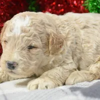 Pepper Mini poodle M2, a male Poodle - Miniature  for sale in Kendallville, IN – Photo 8 of 9