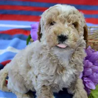 Pepper Mini poodle M2, a male Poodle - Miniature  for sale in Kendallville, IN – Photo 4 of 9