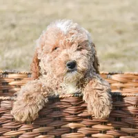 Pepper Mini poodle M2, a male Poodle - Miniature  for sale in Kendallville, IN – Photo 3 of 9