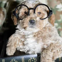 Pepper Mini poodle M2, a male Poodle - Miniature  for sale in Kendallville, IN – Photo 5 of 9