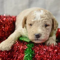 Pepper Mini poodle M2, a male Poodle - Miniature  for sale in Kendallville, IN – Photo 9 of 9