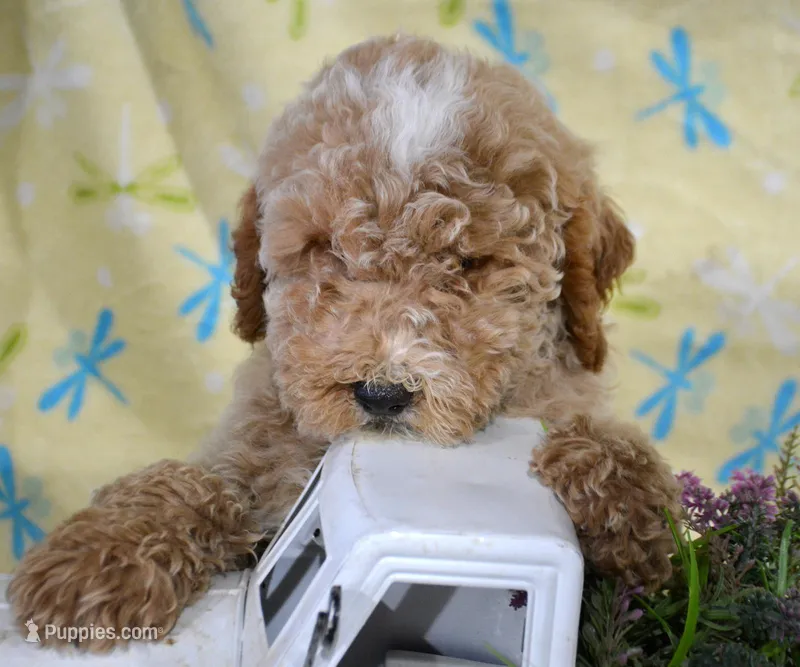 Pepper Mini poodle M2