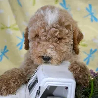 Pepper Mini poodle M2, a male Poodle - Miniature  for sale in Kendallville, IN – Photo 2 of 9