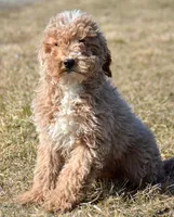 Pepper Mini poodle M2, a male Poodle - Miniature  for sale in Kendallville, IN – Photo 1 of 9