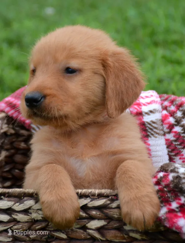 Gus GR M4 – Golden Retriever puppy for sale in Kendallville, IN