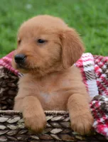 Gus GR M4, a male Golden Retriever for sale in Kendallville, IN – 1 of 6