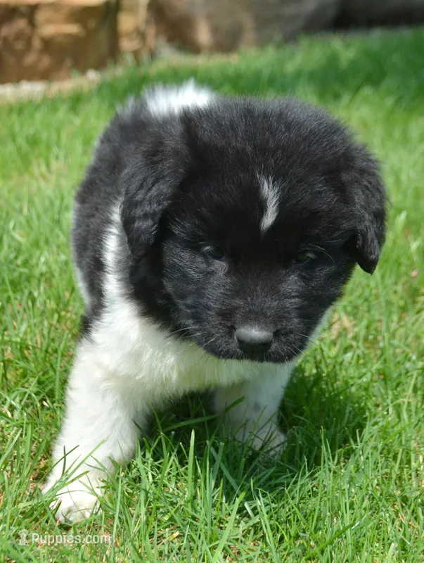Nikko Newfie Ml 1 – Newfoundland puppy for sale in Kendallville, IN