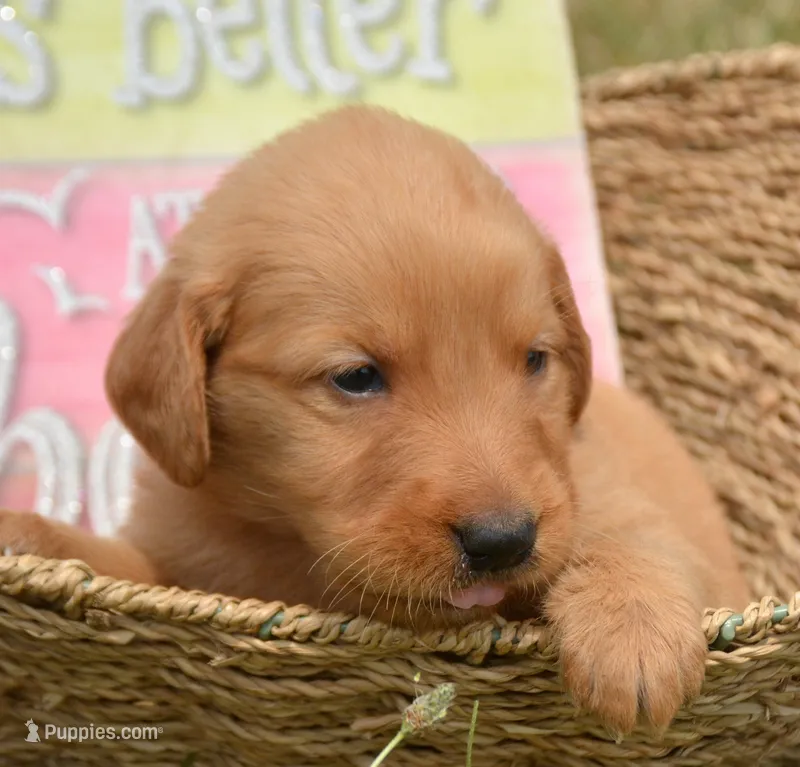 Gus GR M2 – Golden Retriever puppy for sale in Kendallville, IN
