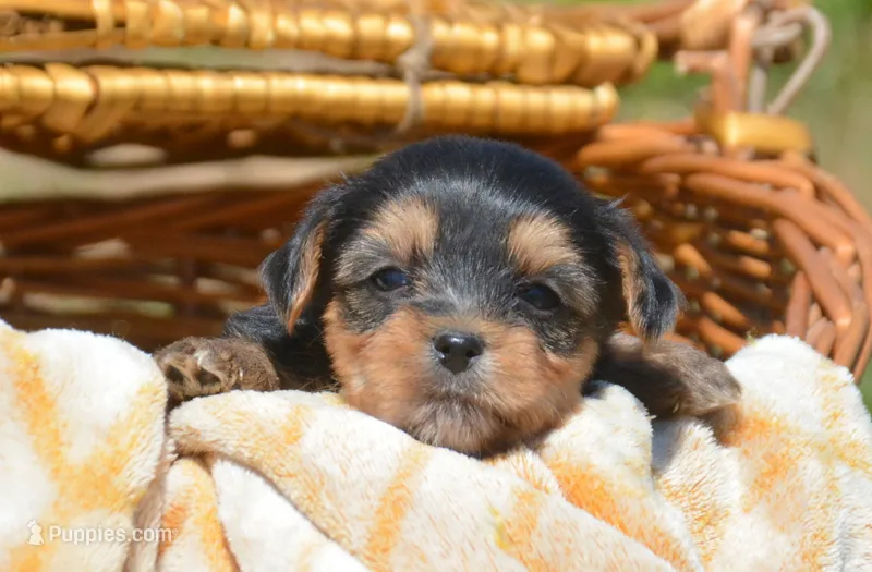 Yvette Yorkie FM3 – Yorkshire Terrier puppy for sale in Kendallville, IN