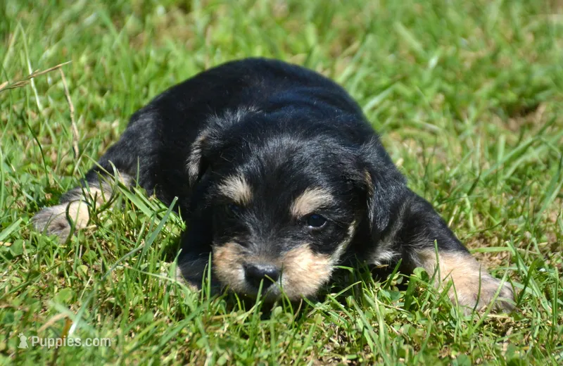 Yoda Yorkie ML1 – Yorkshire Terrier puppy for sale in Kendallville, IN