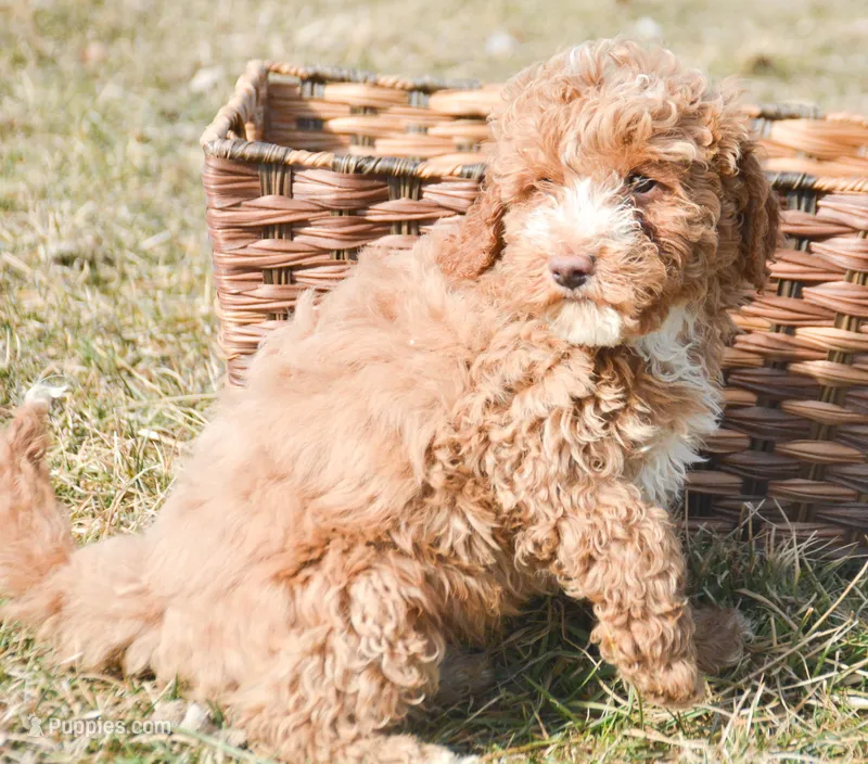 Perry Mini Poodle Ml 1